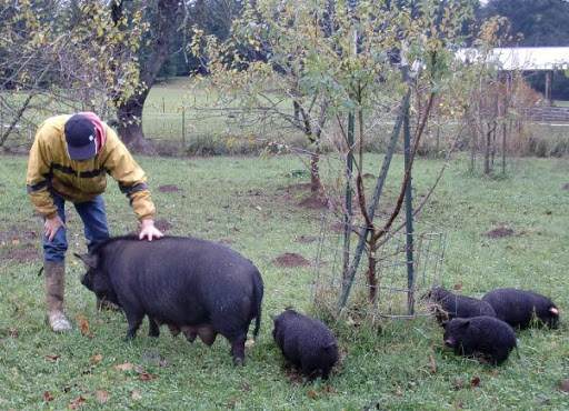 Breed 13: the American guinea hogRather than be raised for meat, guinea hogs are a small breed kept as pets, but also for their habit of self-foraging and eating snakes, which can protect other animals on a farm. They are among the most popular pet hogs.