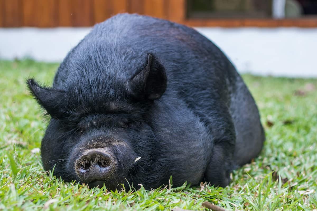 Breed 13: the American guinea hogRather than be raised for meat, guinea hogs are a small breed kept as pets, but also for their habit of self-foraging and eating snakes, which can protect other animals on a farm. They are among the most popular pet hogs.