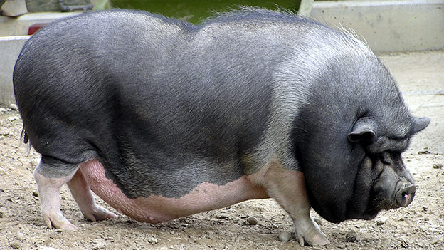 Breed 14: Vietnamese pot-belliedThough most popular as pets, these pigs are technically edible and self forage. Regardless, they are among the most popular pigs kept for purely recreational purposes, so much so that it has become an invasive species in Spain.