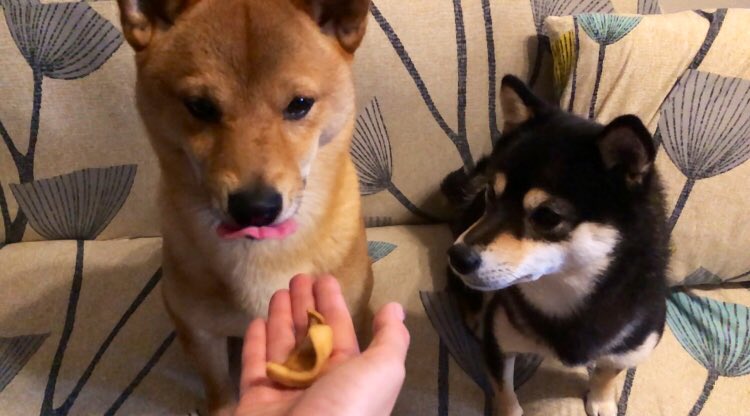 独創的 イッヌおやつの時間 Www Hallo Tv