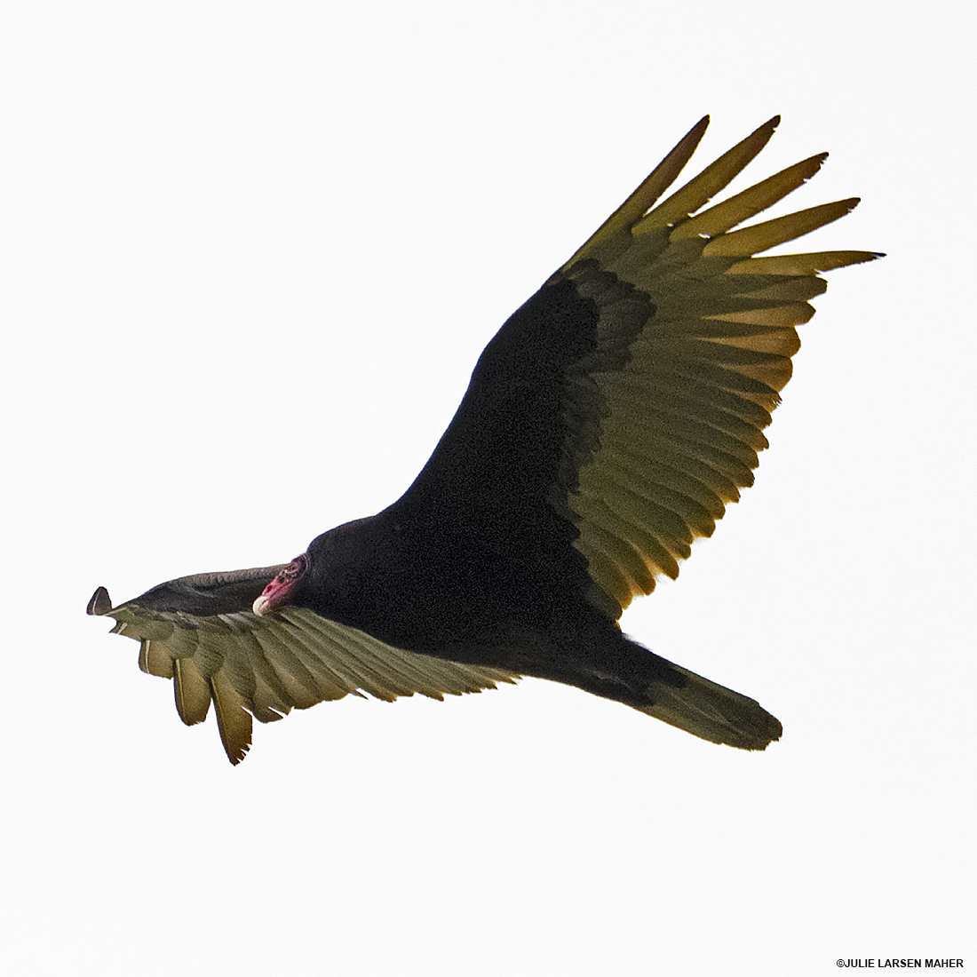 TURKEY VULTURE #Catskills #AshokanReservoir #birdsoftwitter #birds #catskills #newyork #birdsofprey @TheWCS