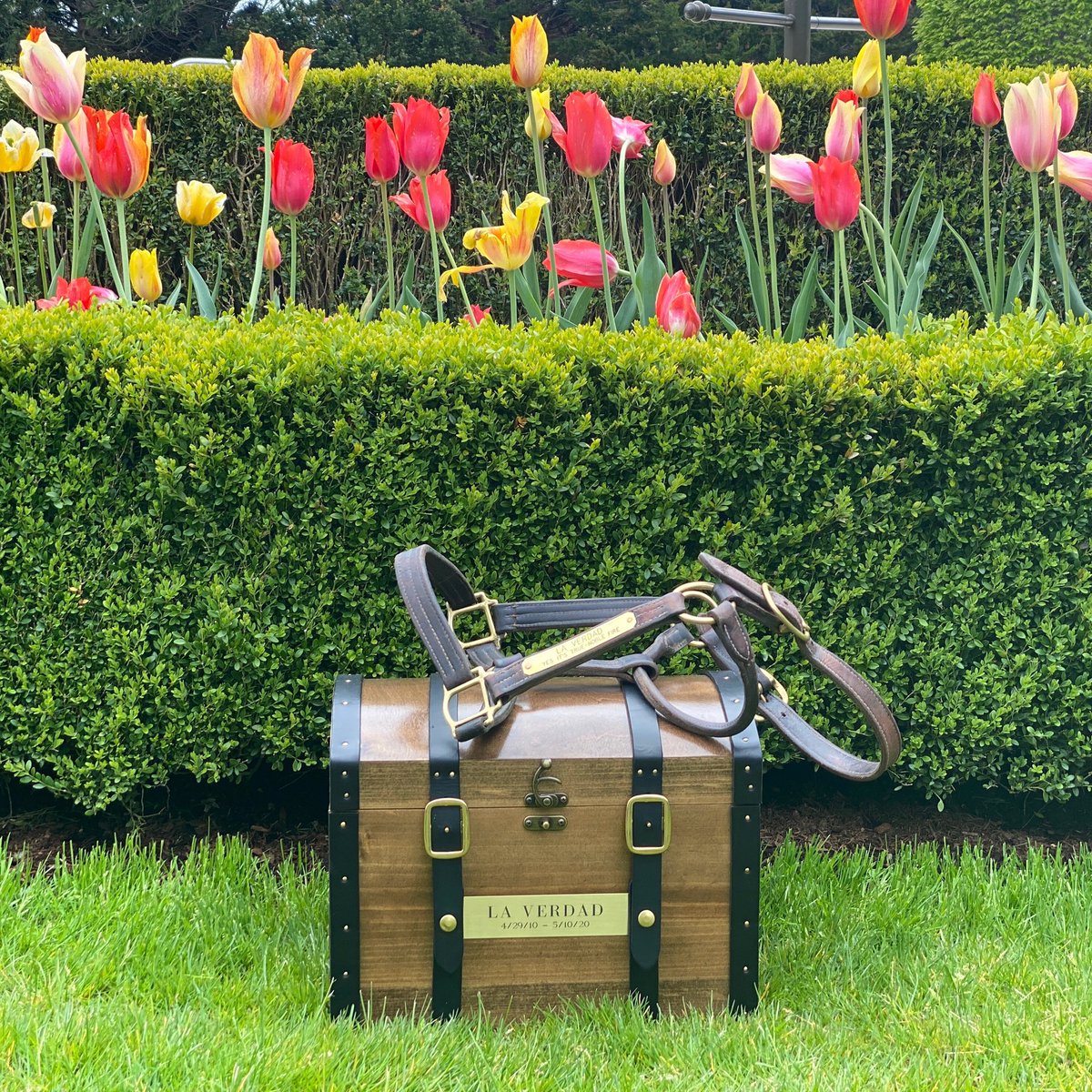 While today is a sad day in our memories, she lives on in her offspring and in our hearts. 
RIP La Verdad
On this one year anniversary of her passing.