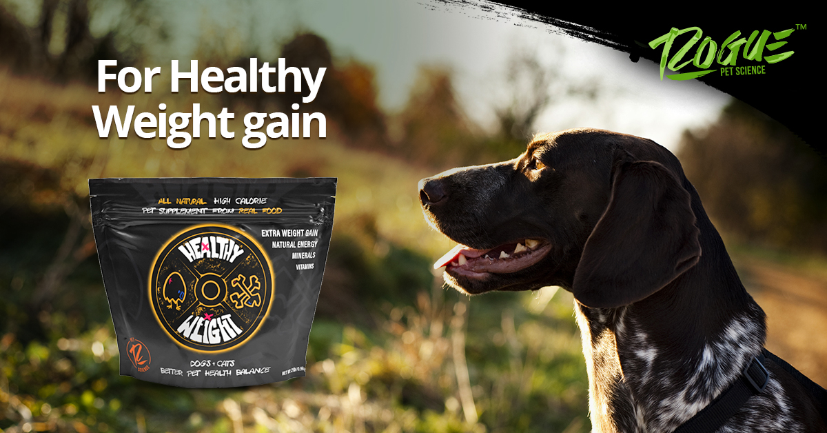 RoguePetScience's tweet image. Does your hardworking hunting dog need some extra calories? Healthy Weight is a all natural, high calorie supplement to add to your dog's food. Learn more here: roguepetscience.com/product/health…

#HuntingDog #GunDogMag #BirdDog #GunDogMagazine #GunDog