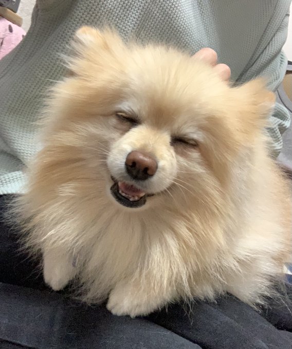 膝の上のtwitterイラスト検索結果