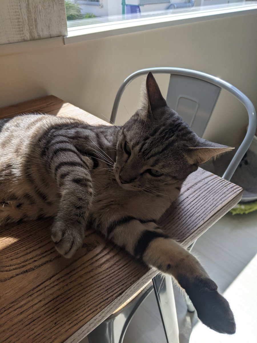 猫カフェ リプミィ Catcafelipmy Twitter