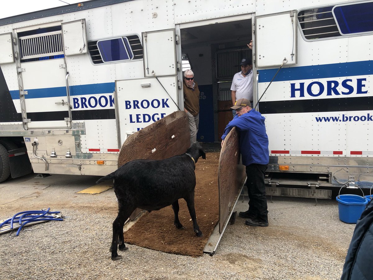 1_misterman's tweet photo. I hope Brook Ledge knows I have to check the truck out first before the horses load! #QualityControl #Brookledge #TeamCox @JorgitoAbrego @bribeee01 @PimlicoRacing @mdhorsemen https://t.co/eHVLrbHoY0