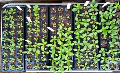 バカラiq