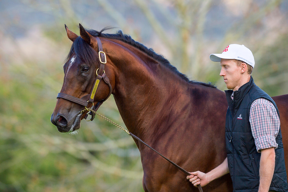 ArrowfieldStud's tweet photo. Nice to see leading Japanese 2nd season sire Maurice chalk up another 2 stakes performers over the weekend in Japan, Lupercalia & Taiso - both bred on an emerging nick with mares by sons of Sunday Silence. #Maurice #thebeastfromtheeast #backin2021 https://t.co/oF35wf3D0q