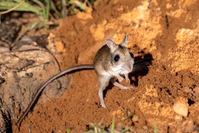 Very funny to me how Australia has hopping mice which not marsupials like the iconic hopping Australian mammals but just a rogue rodent group that also got there. These guys really wanted to throw a spanner in the works by just showing up there and independently evolving hopping