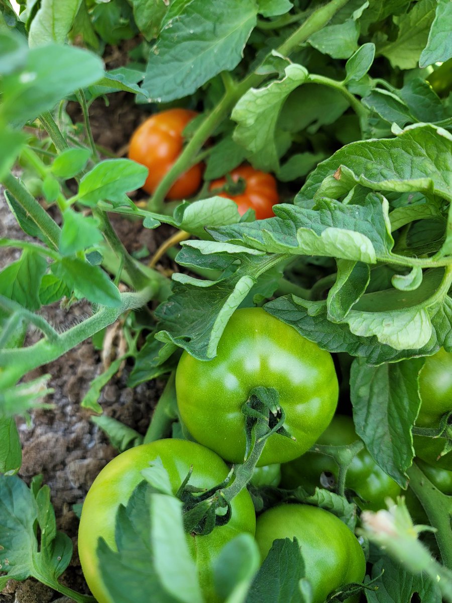 Tomatoes will soon be ready.   The produce stand / farmers market will re-open May 15, 9am-5pm everyday until mid July.