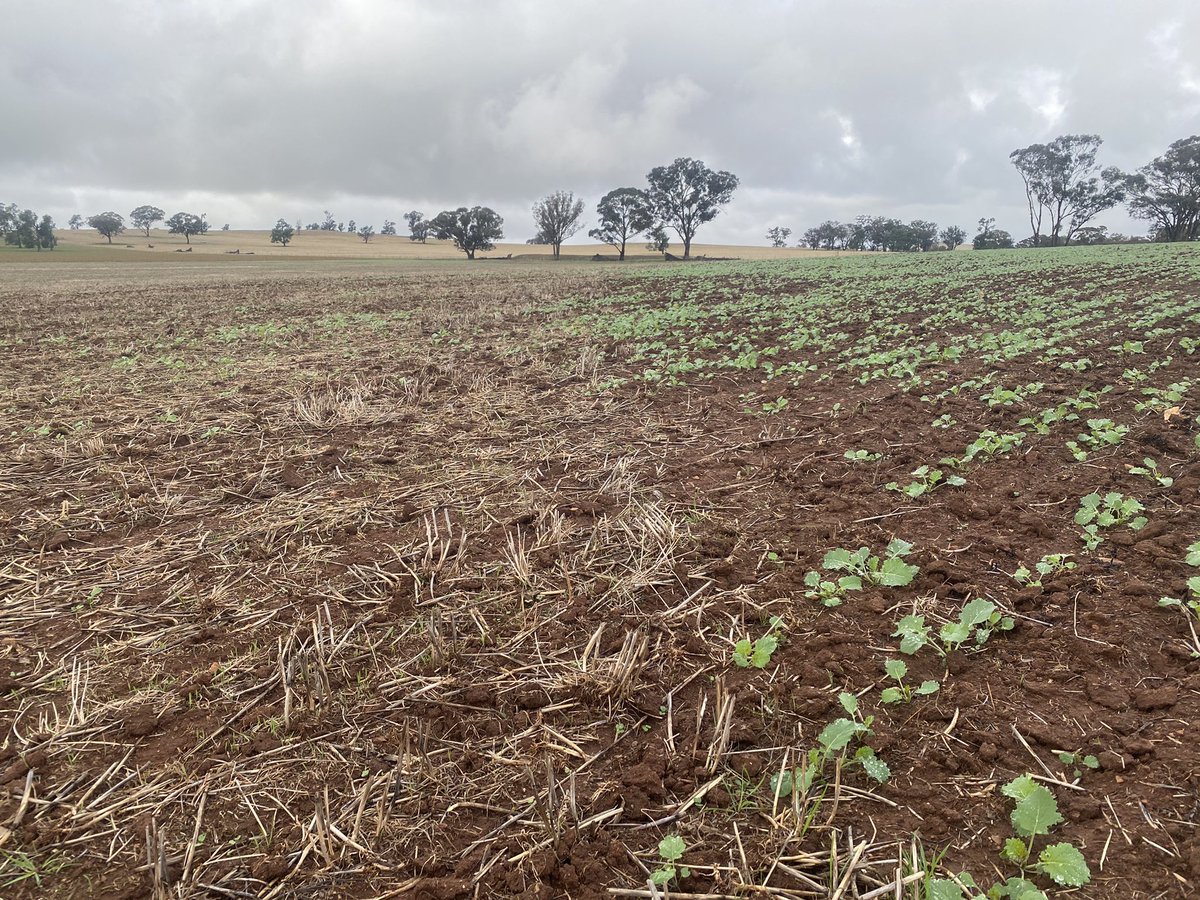 AngusKnight95's tweet photo. Influence of fire bringing moisture to the surface temporarily. Improved canola establishment on burnt area https://t.co/fZUATHCNvm