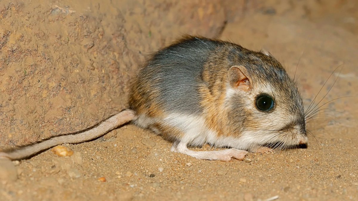 It’s really fucked up how small mammals all just become the same thing you have jerboas and kultarr and hopping mice and kangaroo rats it’s all just the same thing!