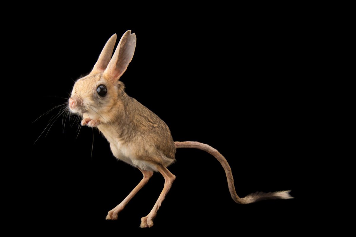 It’s really fucked up how small mammals all just become the same thing you have jerboas and kultarr and hopping mice and kangaroo rats it’s all just the same thing!