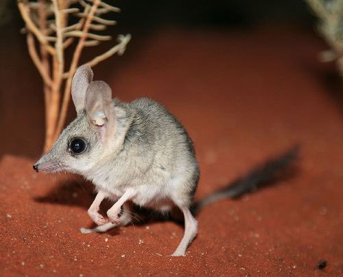 It’s really fucked up how small mammals all just become the same thing you have jerboas and kultarr and hopping mice and kangaroo rats it’s all just the same thing!