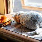 これは欲しい!“ほぼ猫”のようなネコ型クッション!