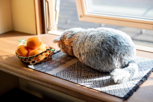 これは欲しい！“ほぼ猫”のようなネコ型クッション！