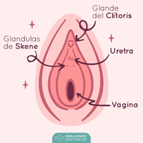 El homólogo de estas terminaciones nerviosas en la próstata está presente en las mujeres en las llamadas glándulas de Skene.