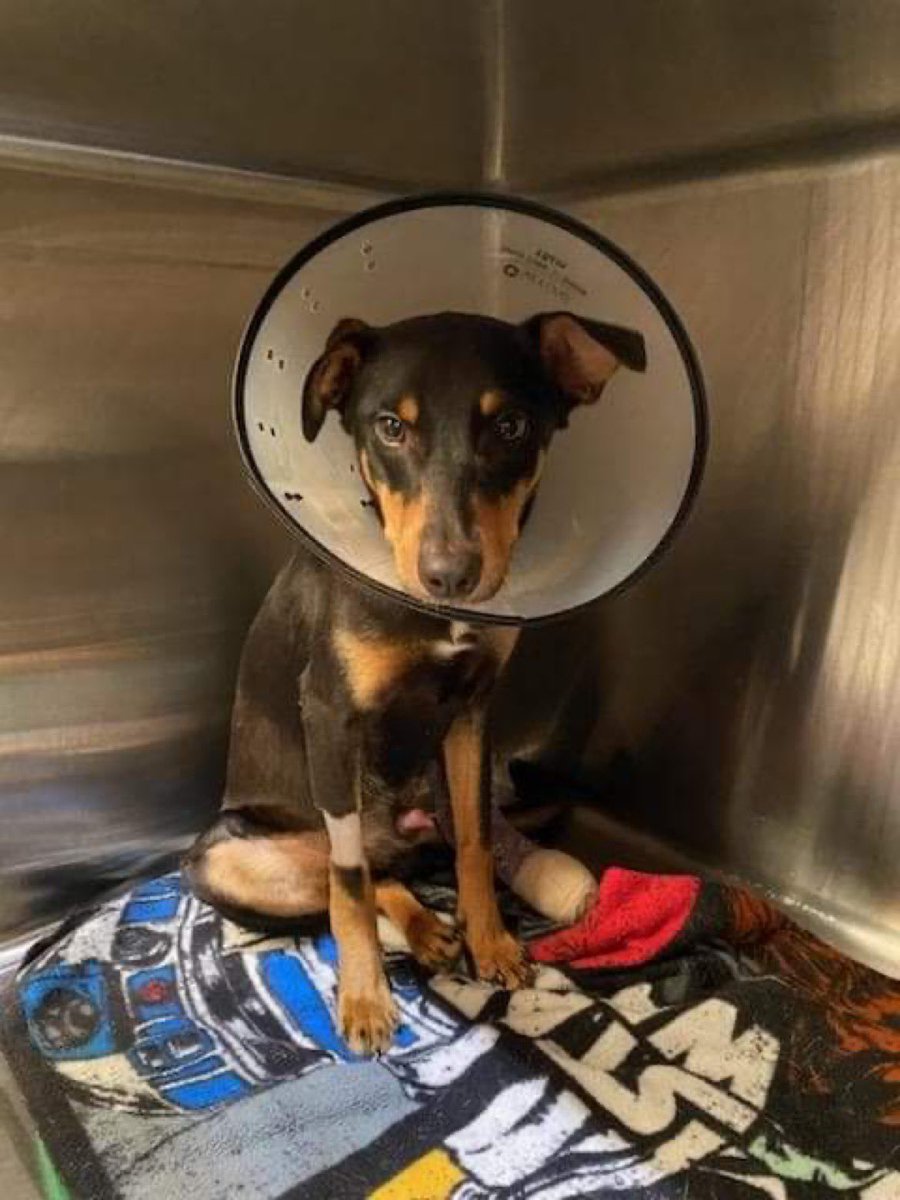 7 month old PUPPY was SHOT dozens of times with a BB gun, hit by a car, and abandoned. 💔

Please donate and SHARE to help him! 

paypal.me/Furrytalesresc…

#rescueddog #absued #goodboy #dogoftheday #mixedbreed #surgery