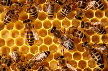 Un caso extremo de esto es de las abejas, donde la mayoría de los machos renuncia a la reproducción por el bien de la colonia.