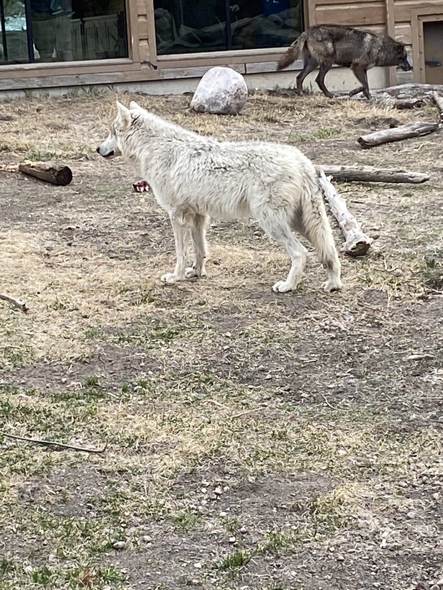 AndiRalph's tweet photo. @GrizzlyWolfCntr #wildlifecenter not-for-profit #enrichmentprograms #wolfpack #westyellowstonemt https://t.co/ujgtyD2GGJ