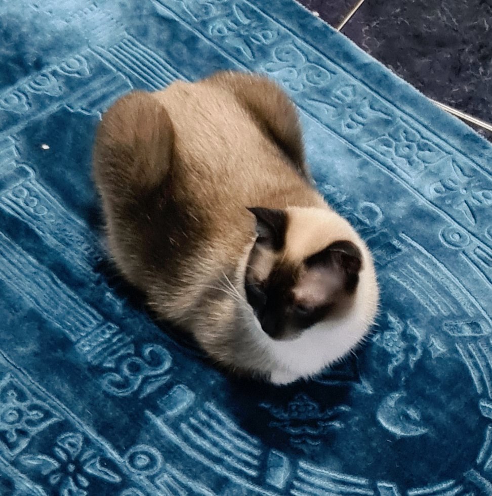 tesreaujay's tweet image. jaycore