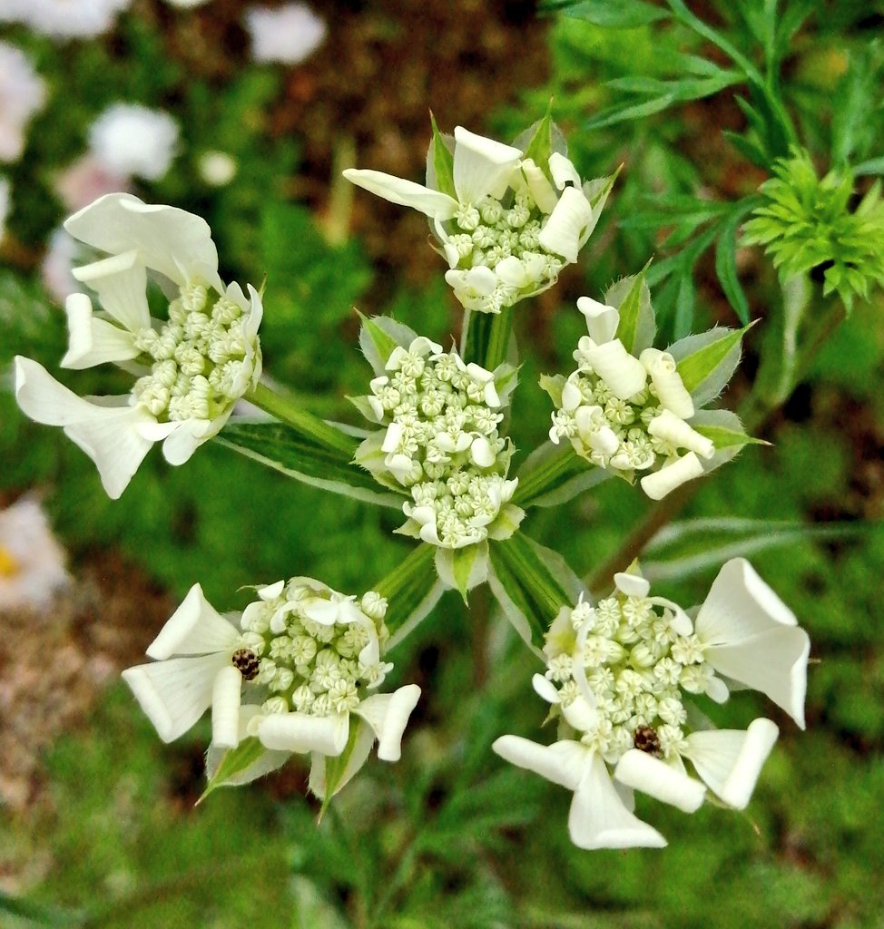 青 Aoitori ラナンキュラスと オルレア 花言葉は ラナンキュラス白 純潔 オルレア 可憐な心 静寂 細やかな愛情 中心の小さな花弁を ハートの花弁が囲んでいて とても可愛らしい花です ラナンキュラス オルレア 白い花が好き 花