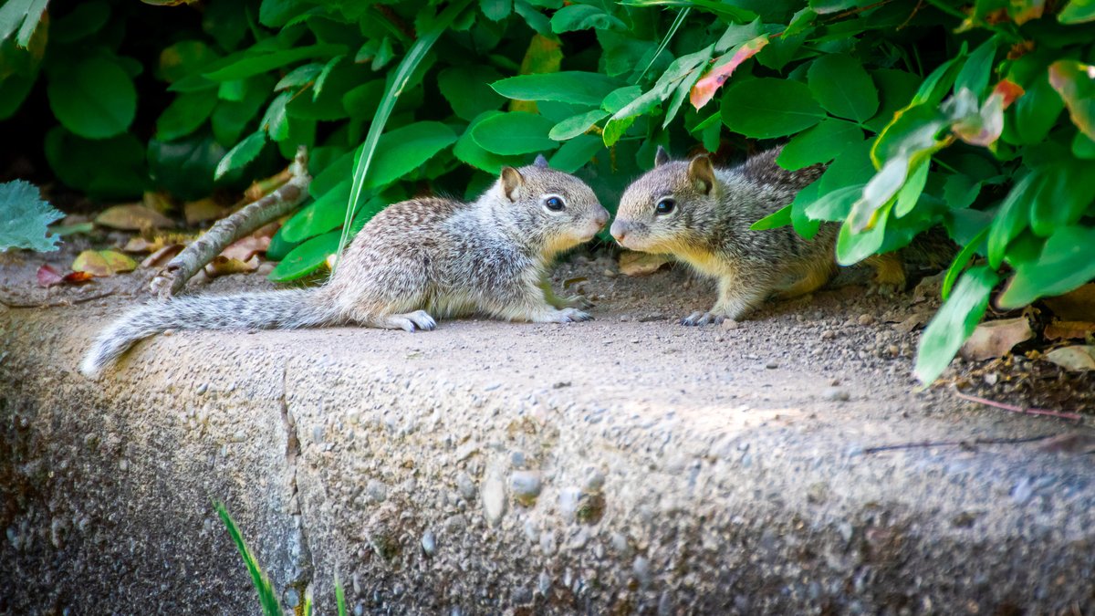 JoeGrins's tweet photo. Photo Journal 5/10/2021 (Blue Lake)
Link in profile!
#babyanimals #birds #BlueLake #Canon #babysquirrels #ducks #flowers #babyducks #ducklings #snakes #macros #MtHood #nature #naturephotography #OregonParks #photography #Portland #squirrels #wildlife #spring https://t.co/16yN06lIT9