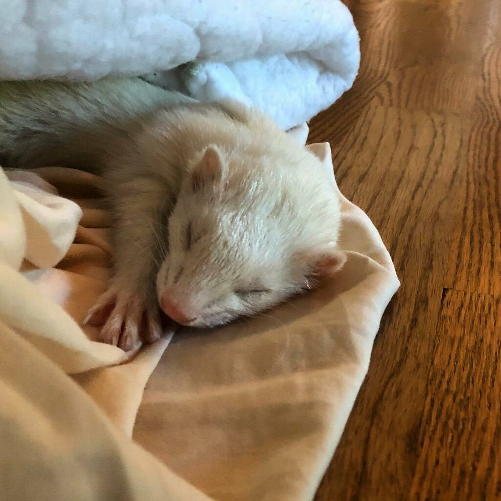 ohkirsten's tweet photo. I miss him so much.
#ferretsofinstagram #ferretgram #dookinpeace #ferretstagram https://t.co/tg8voH7ulL https://t.co/OtsG1NXriF