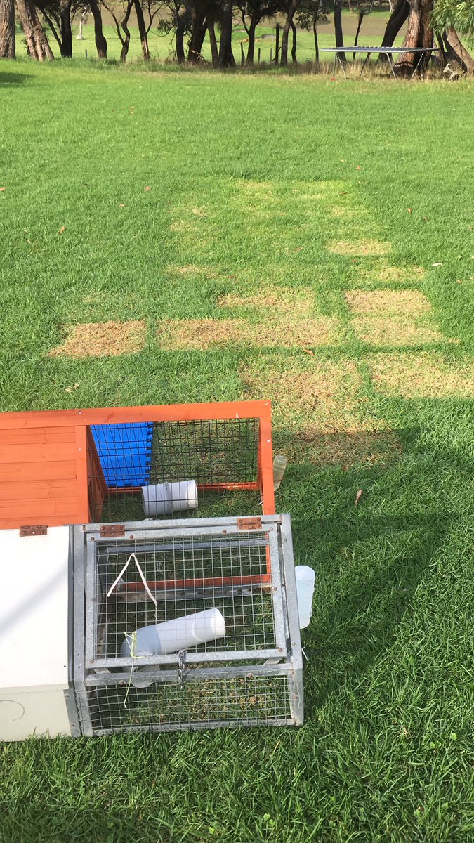 DobbeEric's tweet image. When the kids master high density grazing before their dad 🤔