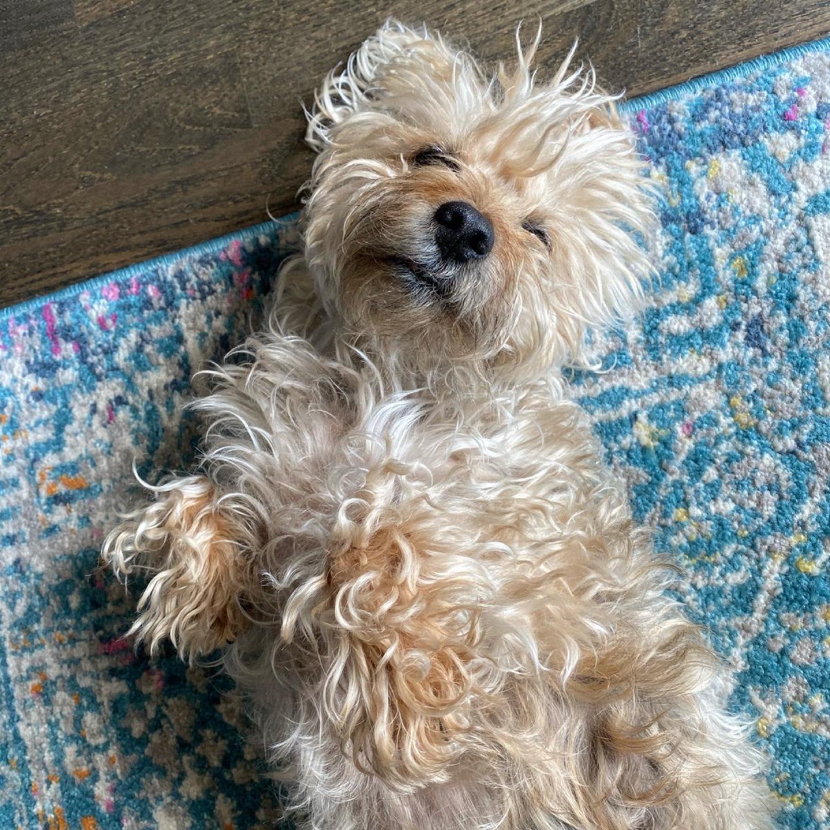 SpartyChicago's tweet photo. It’s Monday again?! What are we doing this week frens? #dogsoftwitter https://t.co/GFrkGRoQvX