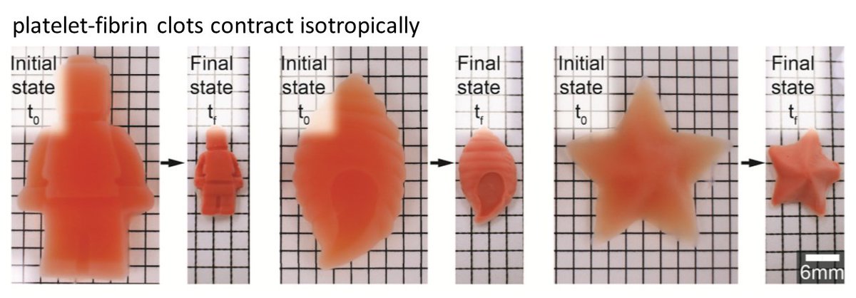 Can hematology and biophysics be fun? Our paper w/ <a href="/DavidRMyersPhD/">DavidMyers</a>, Alex Alexeev <a href="/MEGeorgiaTech/">Georgia Tech ME</a> in <a href="/Biomaterials_/">Biomaterials</a> shows how platelets in a blood clot pull equally in all directions and can shrink but maintain cool shapes like Lego dudes, shells, and stars😁sciencedirect.com/science/articl…