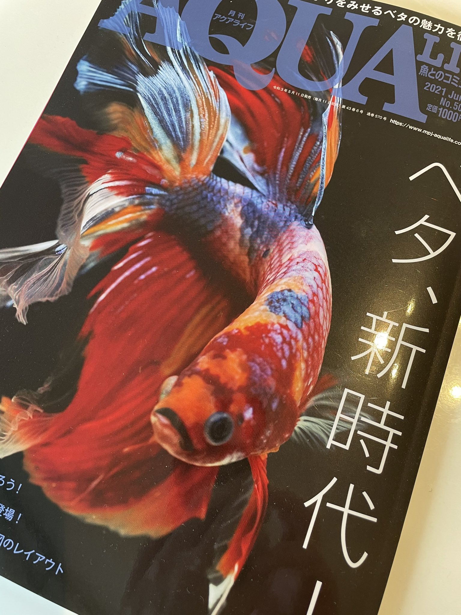 よこはま金魚オーナー 大事なことなので何度も 今月のアクアライフ6月号は待ちに待った2年ぶりのショーベタ特集 最新ベタが目白押し よこはま金魚のベタたちも多数掲載して戴き嬉しい限りです 店長の病気の記事も分かりやすく ライトな内容笑 読みやすい