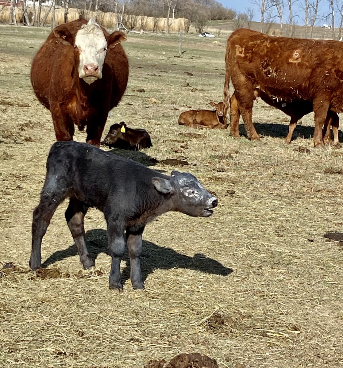 Anchorrh's tweet photo. Black calves discovering the diatomaceous earth trough 😂 https://t.co/CAxKp7WTxg