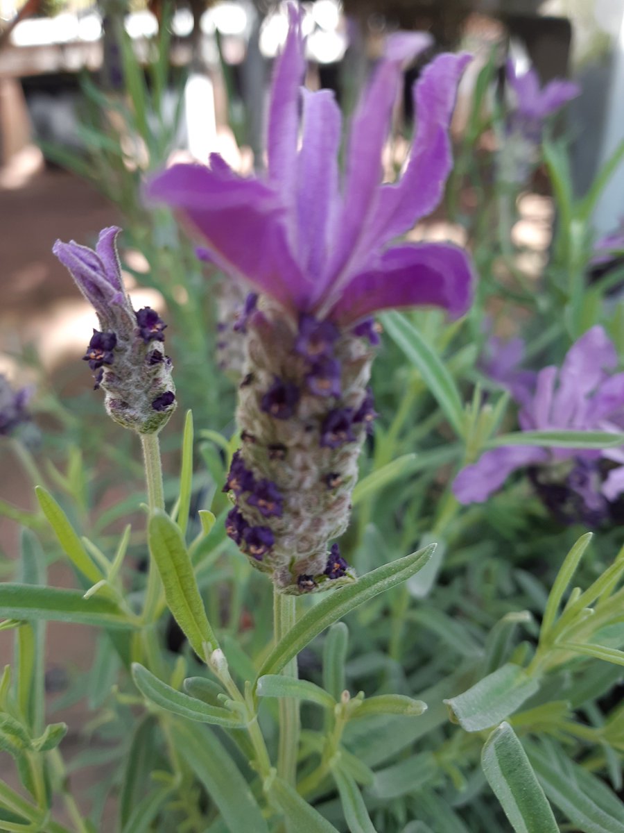 Plantgroup tweet media