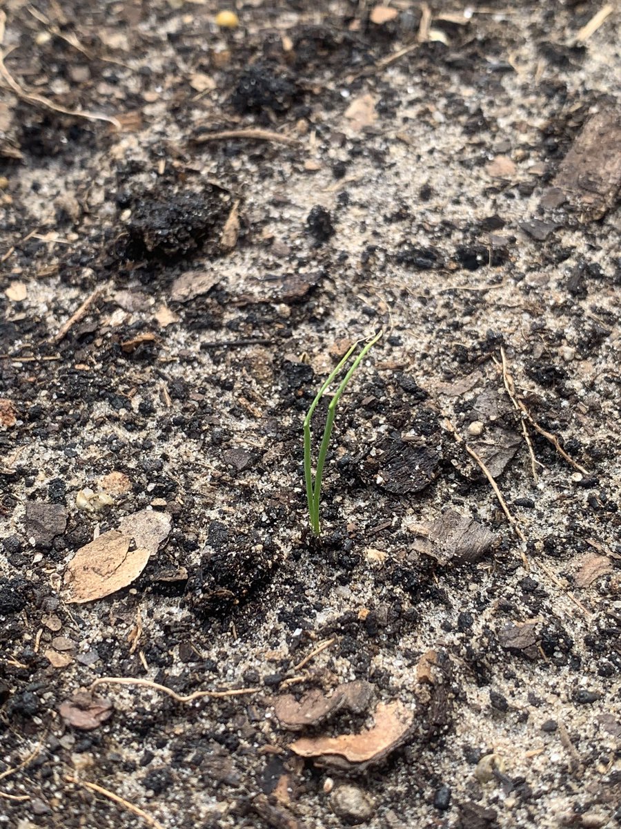 MsKubec's tweet photo. Our garden grows!  Tons of beans and radishes, beets are somehow growing in the spinach row (seed dispersal by rainwater, maybe?), and our green onions are just starting to sprout!  Our radishes will be ready to pick and eat in another week or two! @prairielakees #schoolgarden https://t.co/joyNRGAgjj