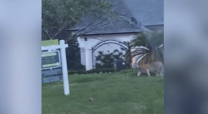 miyashay's tweet photo. So for those keeping track on #TigerGate:
1. Suspect Victor Cuevas arrested
2. Cuevas lawyer wanted a self turn-in
3. HPD arrested him in Richmond
4. Lawyer fuming
5. Tiger is MIA right now
🐅🐅🐅🐅🐅🐅🐅🐅🐅🐅

https://t.co/grktd2XVQb https://t.co/Olk04IYw6O