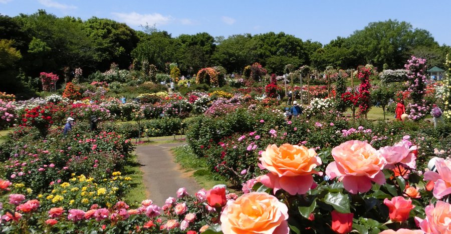 京成バラ園の22年の開花状況や見頃は 通販や入場料やアクセスは そらいろ 日本が魅せる多彩な表情