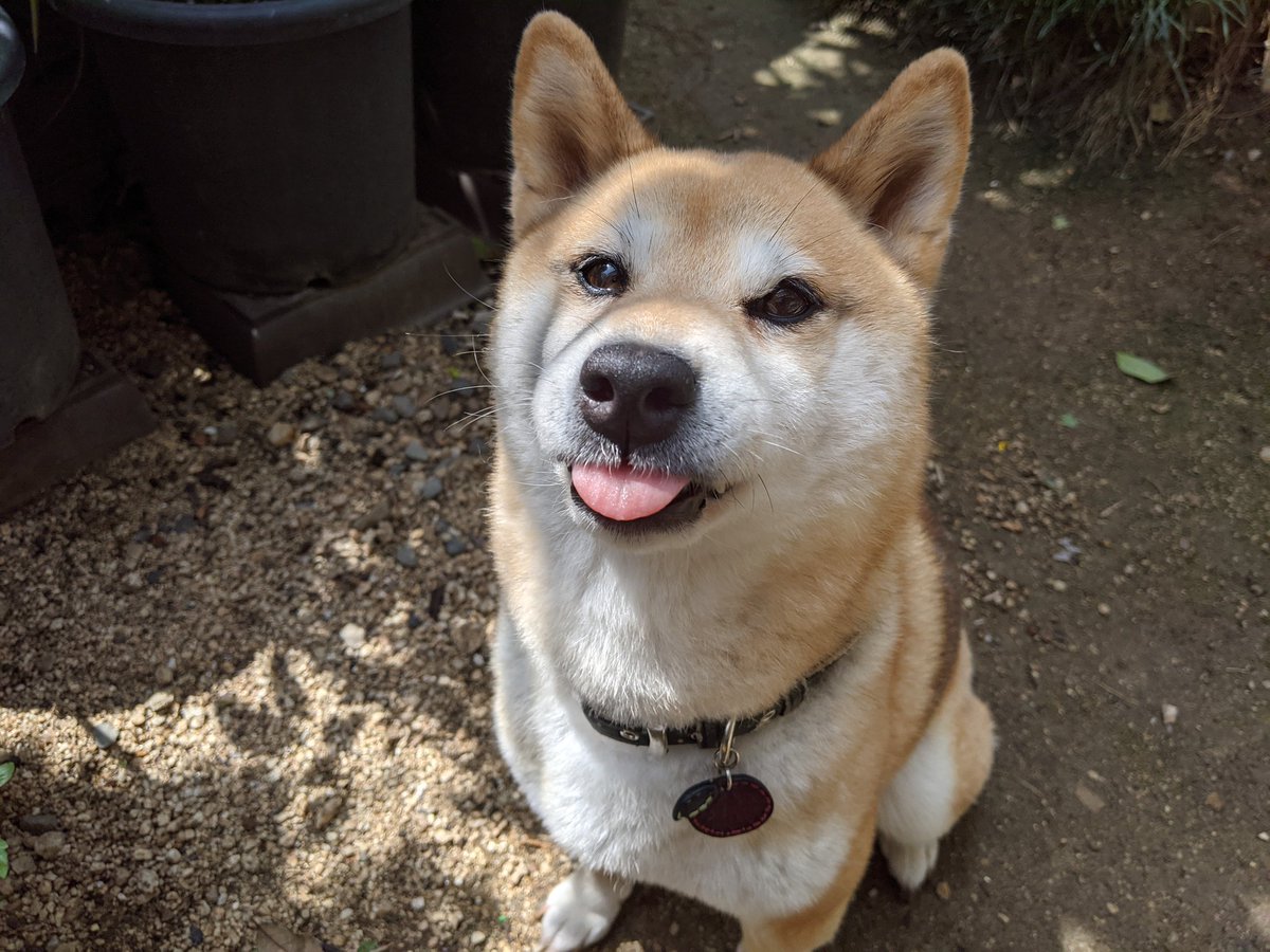 Mɪʜo 日曜の朝 アボカド植えたあと お庭でりんごと遊んでみた 3 スマホにカメラ目線するイッヌー なぜか 艸 ペロペロ舌を出しちゃう かわちぃぜぇ 今日のわんこ 柴犬 小柴 犬好きさんと繋がりたい 犬のいる暮らし カメラ