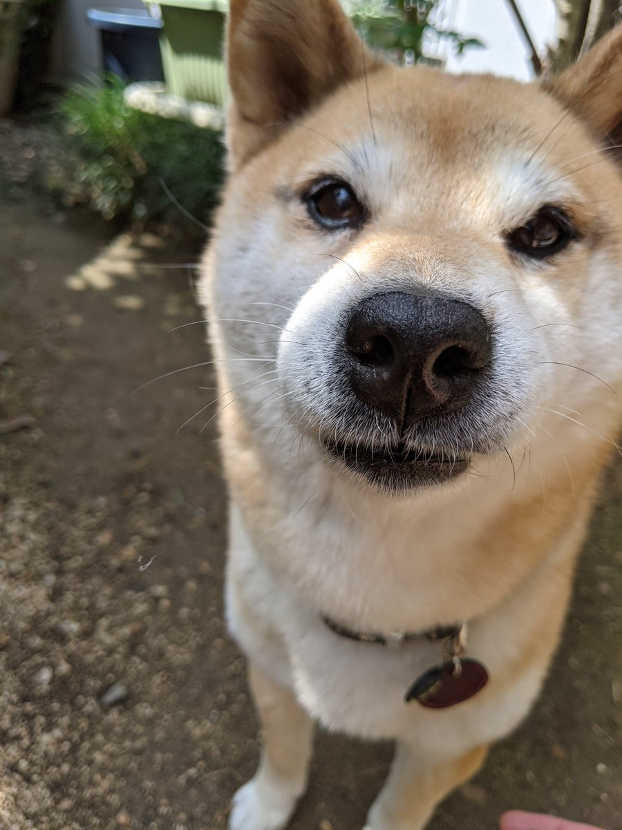 Mɪʜo 日曜の朝 アボカド植えたあと お庭でりんごと遊んでみた 3 スマホにカメラ目線するイッヌー なぜか 艸 ペロペロ舌を出しちゃう かわちぃぜぇ 今日のわんこ 柴犬 小柴 犬好きさんと繋がりたい 犬のいる暮らし カメラ