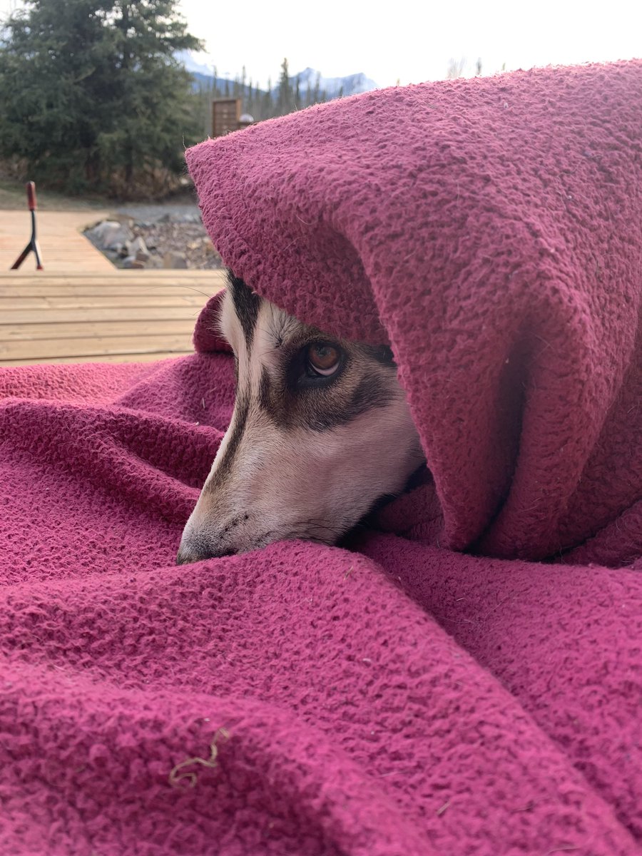 borealebiking's tweet photo. @evaholland I think someone needs to tell our husky pup. Ridiculous. https://t.co/uE5pD6KNDJ