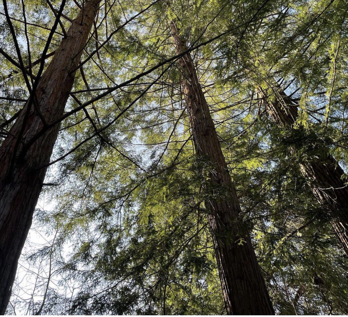 _byCharlotte's tweet photo. It's Mental Health Awareness week and the subject is nature. Breathe in fresh air. Feel the sun (or rain!) on you face. Listen to the birdsong. Hear the wind blow through the trees. There is no shame in saying you are struggling. #mentalhealthawareness #connectwithnature https://t.co/1F2KSCNazq