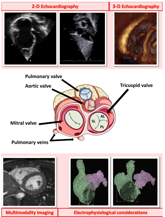 Jole Sabatino tweet media