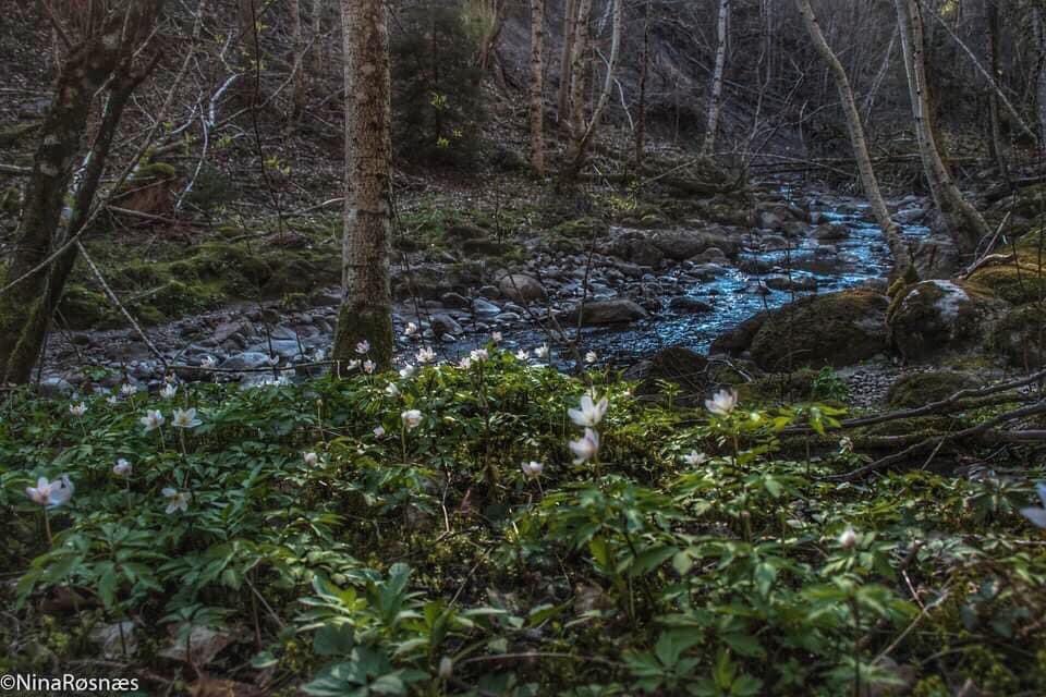 kanDusiHalden's tweet photo. Vår i Remmendalen😍Foto: @NinaRosnes https://t.co/bdB8Lak51D