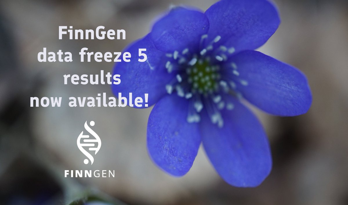 We are excited to announce the latest public release of FinnGen results and summary statistics!
The results based on &gt;218K individuals, &gt;16M variants &amp; &gt;2800 disease endpoints can be browsed online or downloaded. #OpenScience
➡️finngen.fi/en/access_resu…
➡️r5.finngen.fi