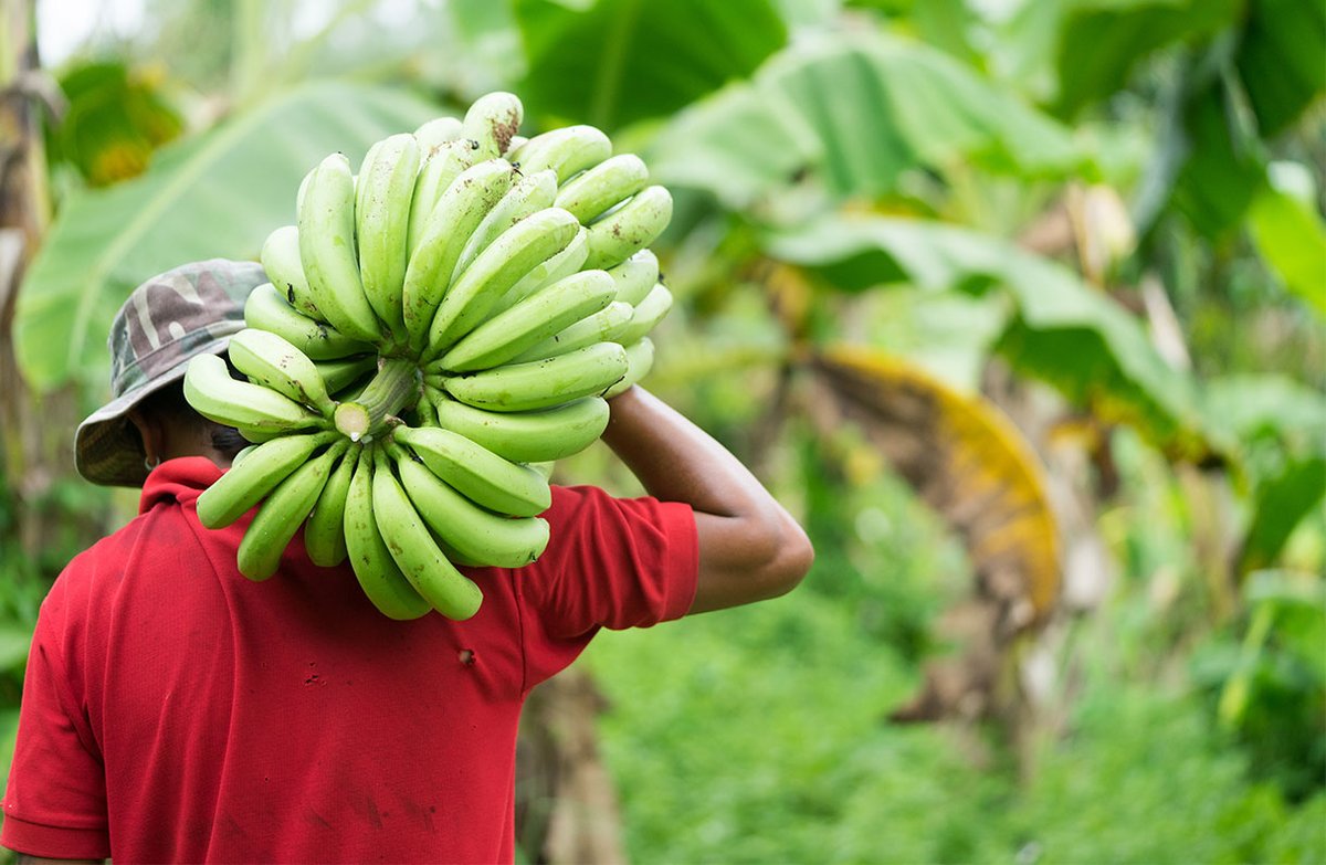 denmarkinkenya's tweet photo. Through @MESPT_ke #Denmark supports the development of selected agricultural value chains to increase commercialisation, decent employment and #greentransformation with a particular focus on women and youth. #dkgreen https://t.co/7HA6snFtPu