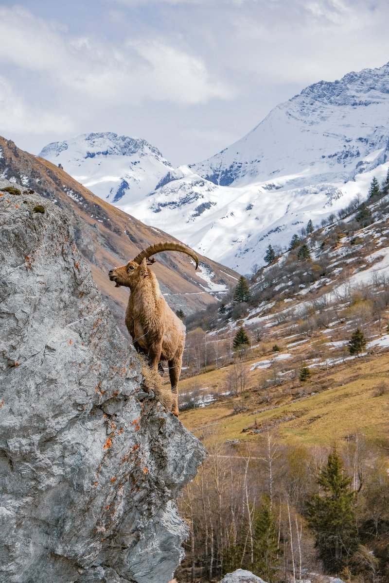 En tête à tête avec les rois de la montagne 🤩🐐
📍 Friburge 
📸 jeromecarret 
#bouquetin #ibex #seressourcer #laplagne