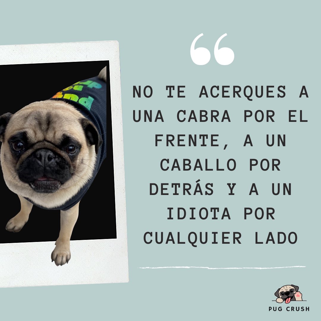 pugcrush's tweet photo. Pues eso... cuidado con cómo y a quien te arrimas.::
#accesoriosparaperro #amigosdelosperros #vidaperra #perros2021 #pugs #carlinos #frasesdeperros https://t.co/oSrwy5Xwym