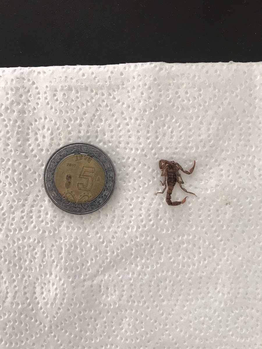 VxlaTierra's tweet photo. Se acerca el calor y empiezan a salir!! A este lo encontré en mi depa (6to piso) aparentemente lo aplastamos con la silla 😔 #CDMX https://t.co/CYsEaFBeGJ