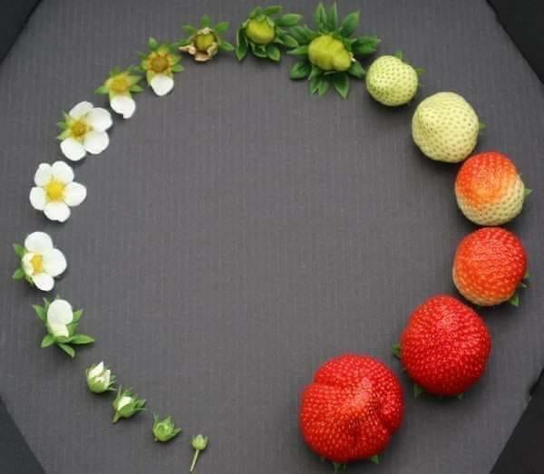 Life cycle of a strawberry.