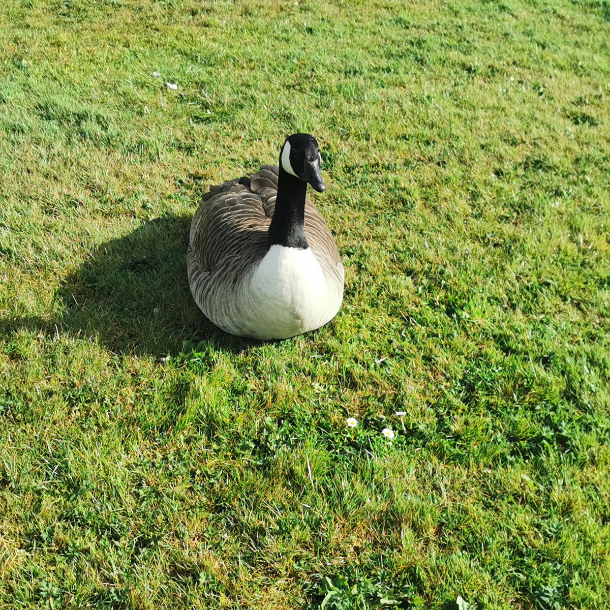 Feeling energised, refreshed and reconnected to nature after our morning walk. #MentalHealthAwarenessMonth #NationalWalkingMonth
Thank you colleagues and pupils!